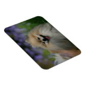 Spitz Panting Magnet (Rechte Seite)