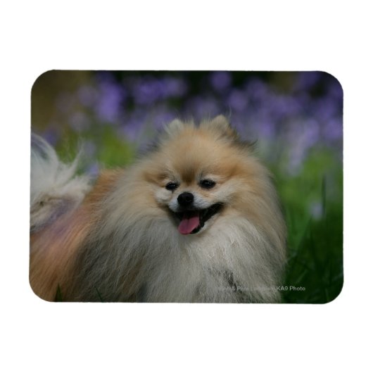 Spitz Panting Magnet (Horizontal)
