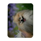 Spitz Panting Magnet (Vertikal)