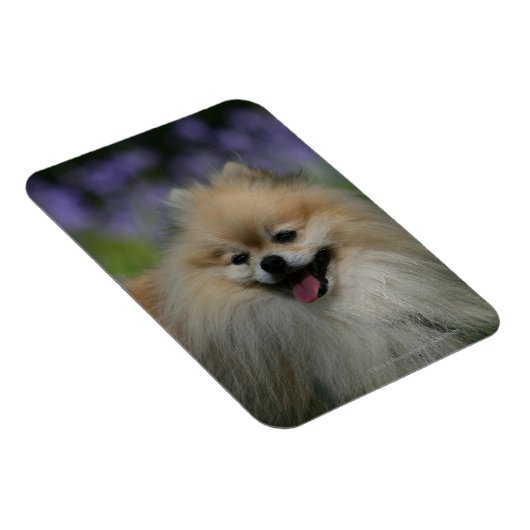 Spitz Panting Magnet (Rechte Seite)