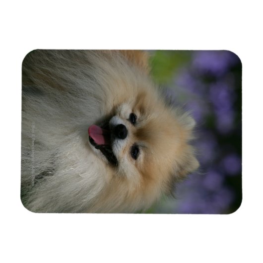Spitz Panting Magnet (Horizontal)