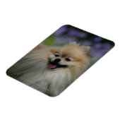 Spitz Panting Magnet (Linke Seite)