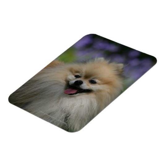 Spitz Panting Magnet (Linke Seite)