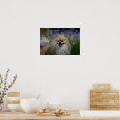 Spitz Panting Poster (Küche)
