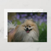 Spitz Panting Postkarte (Vorne/Hinten)
