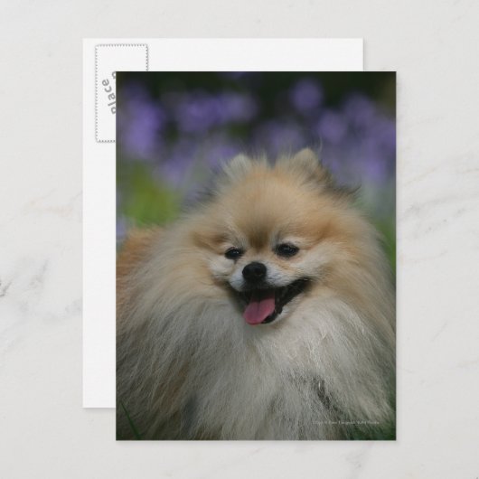 Spitz Panting Postkarte (Vorne/Hinten)