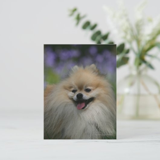 Spitz Panting Postkarte (Stehend Vorderseite)