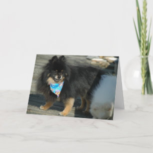 Spitz Party Attraktion ~ Geburtstagskarte Karte