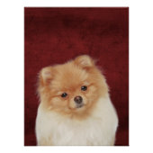 Spitz Poster (Vorderseite)