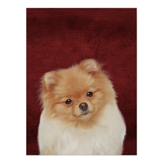 Spitz Poster (Vorderseite)