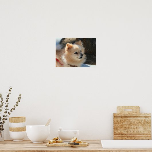 Spitz-Poster Poster (Küche)