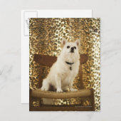 Spitz Postkarte (Vorne/Hinten)