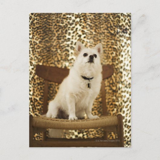 Spitz Postkarte (Vorderseite)