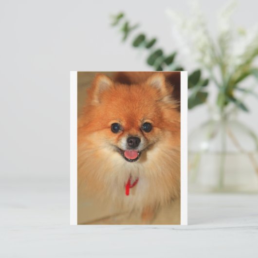 Spitz Postkarte (Stehend Vorderseite)