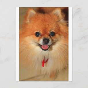 Spitz Postkarte