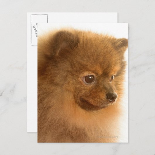 Spitz Postkarte (Vorne/Hinten)