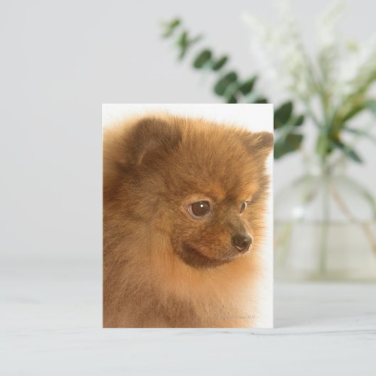 Spitz Postkarte (Stehend Vorderseite)