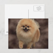 Spitz Postkarte (Vorne/Hinten)