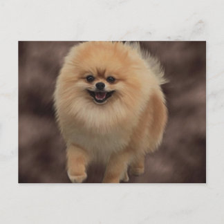 Spitz Postkarte