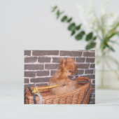 Spitz Postkarte (Stehend Vorderseite)