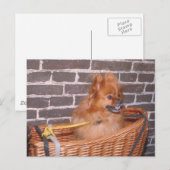 Spitz Postkarte (Vorne/Hinten)