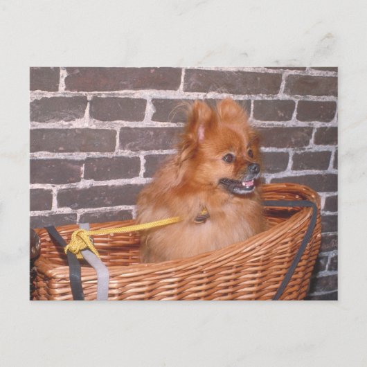 Spitz Postkarte (Vorderseite)