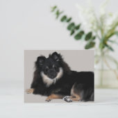 Spitz Postkarte (Stehend Vorderseite)