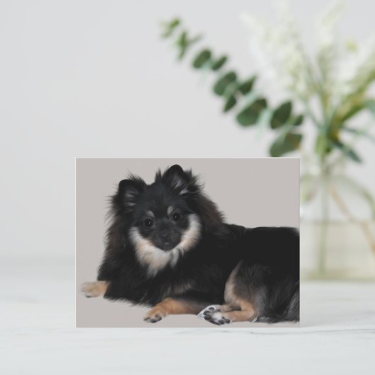 Spitz Postkarte (Stehend Vorderseite)