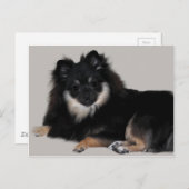 Spitz Postkarte (Vorne/Hinten)