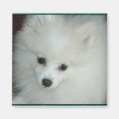 Spitz Puppy Magnet (Vorne)