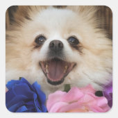 Spitz Rescue Hund Aufkleber (Vorderseite)