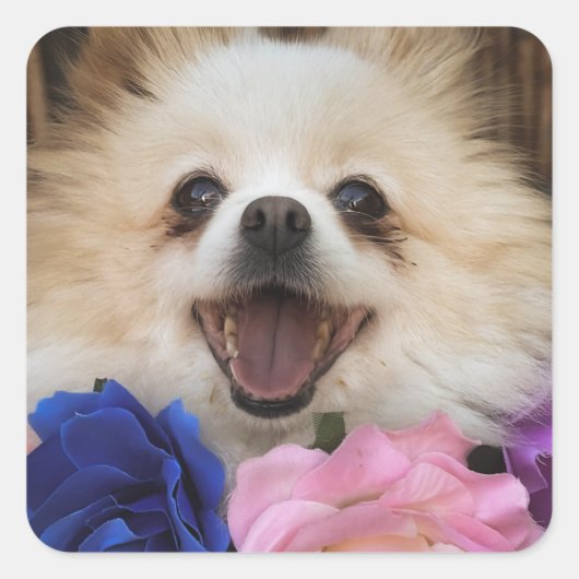 Spitz Rescue Hund Aufkleber (Vorderseite)