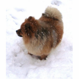 SPITZ-SKULPTUR-MAGNET FOTOSKULPTUR MAGNET