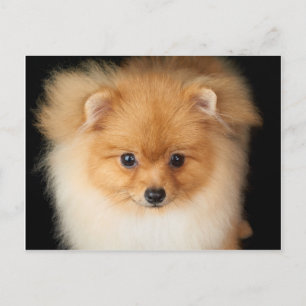 Spitz spitz postkarte