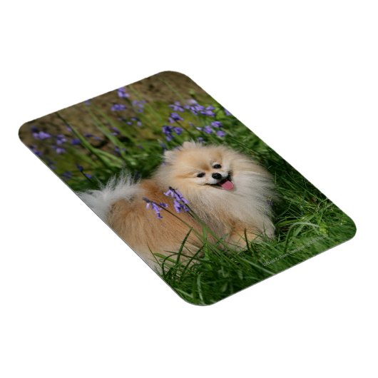 Spitz Stehend Blick auf Kamera Magnet (Rechte Seite)