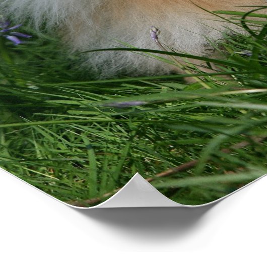 Spitz Stehend Blick auf Kamera Poster (Ecke)