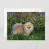 Spitz Stehend Blick auf Kamera Postkarte (Vorne/Hinten)