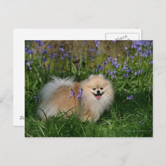 Spitz Stehend Blick auf Kamera Postkarte (Vorne/Hinten)