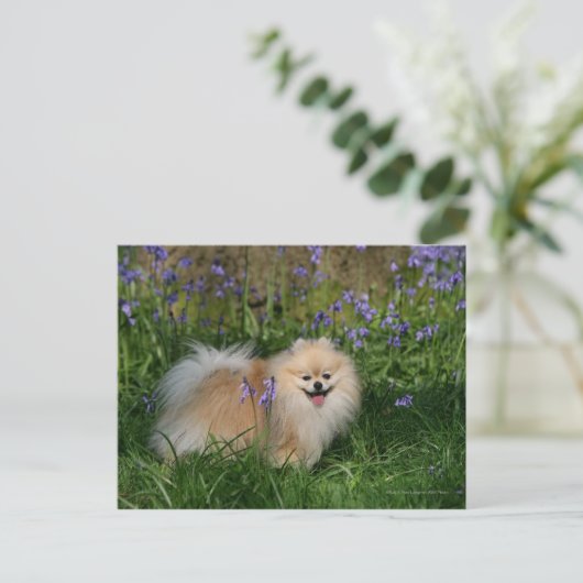 Spitz Stehend Blick auf Kamera Postkarte (Stehend Vorderseite)