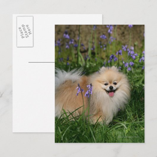 Spitz Stehend Blick auf Kamera Postkarte (Vorne/Hinten)