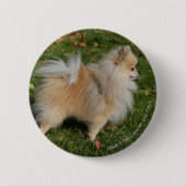 Spitz stehend button (Vorderseite)