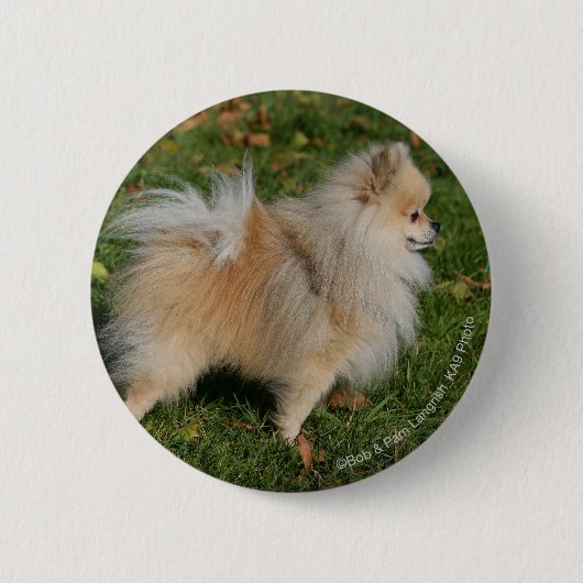 Spitz stehend button (Vorderseite)