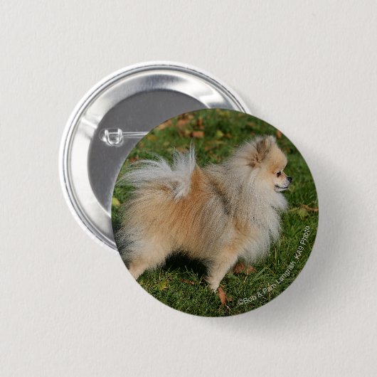 Spitz stehend button (Vorne & Hinten)