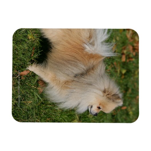 Spitz Stehend Magnet (Horizontal)