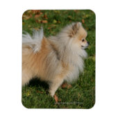 Spitz Stehend Magnet (Vertikal)