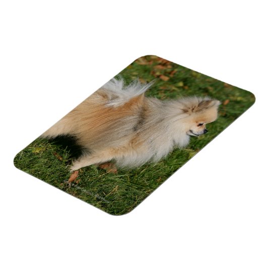 Spitz Stehend Magnet (Linke Seite)