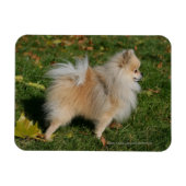 Spitz Stehend Magnet (Horizontal)