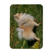 Spitz Stehend Magnet (Vertikal)