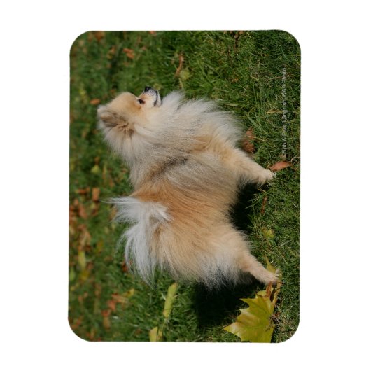 Spitz Stehend Magnet (Vertikal)