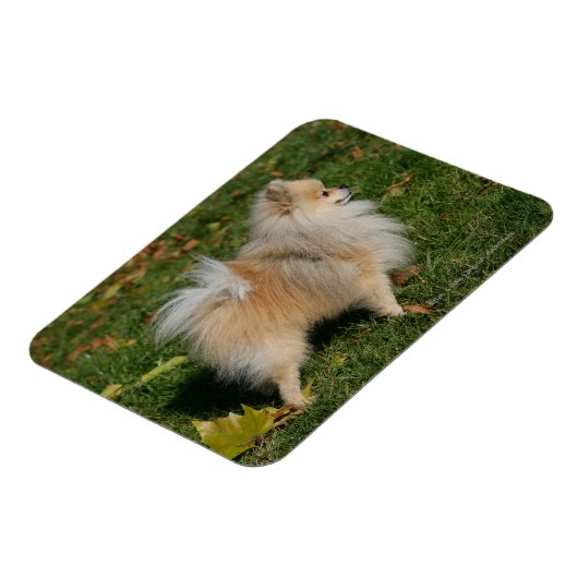 Spitz Stehend Magnet (Linke Seite)